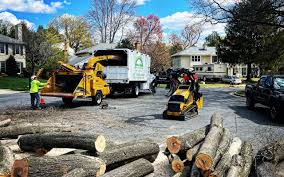 Professional Tree Services in Waterville, NY